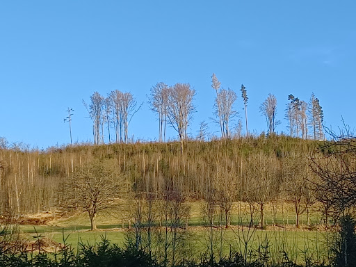 Eibenstock, Forstsiedlung