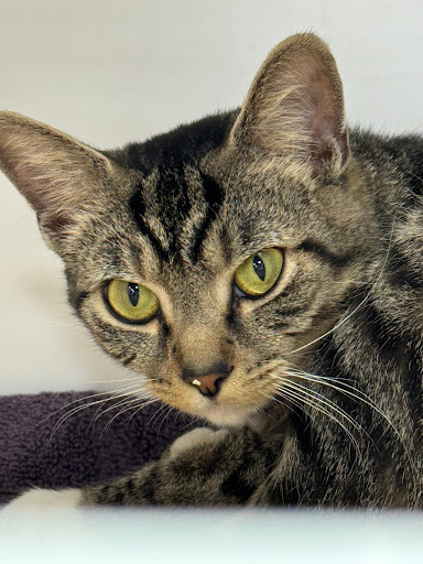 Pet Supplies Plus Mcmurray - Thumbnail