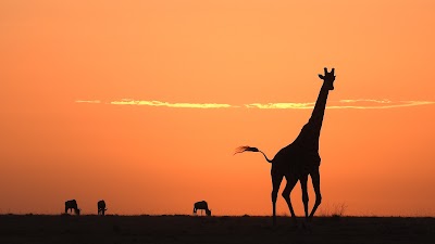 Photos of Olare Orok Conservancy