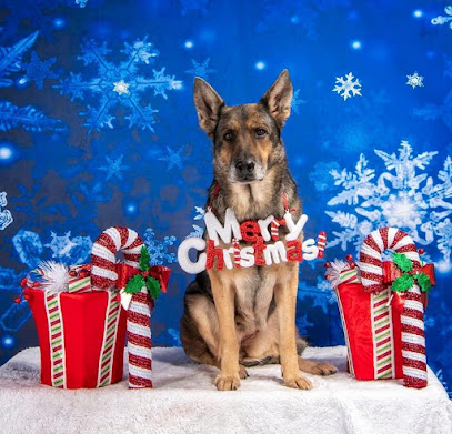 Image from the Google listing for In Motion Canine Training
