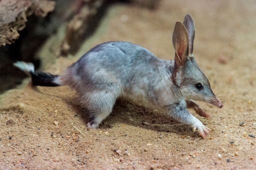 Save The Bilby Fund - Thumbnail