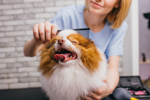 Pamper your furry companions with professional pet grooming services that ensure health, hygiene,…