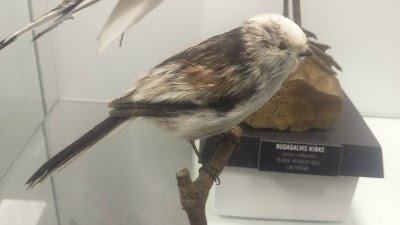 Photos of Ventės rago ornitologinės stoties pauk&scaron;čių migracijos ekspozicija