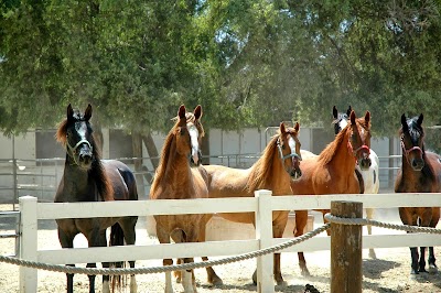 San Diego Beach Rides, Horse Rentals & Wagon Rides