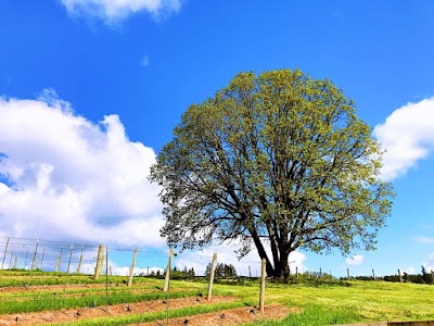 Shea Wine Cellars