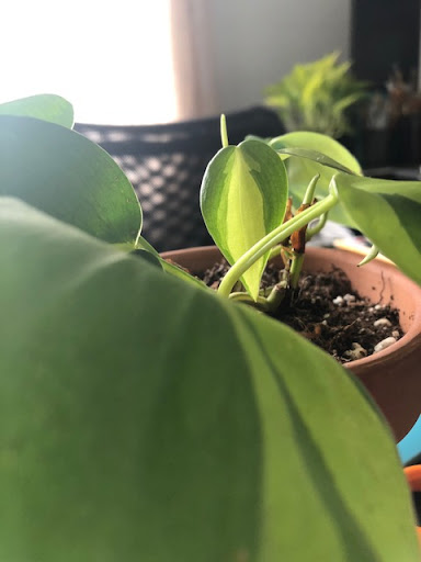 Thevineplant - Visual