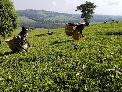 Photos of Chemomi Tea Factory
