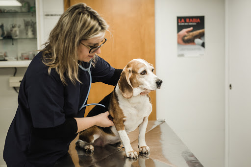 Noso Can & Cat Clínica Veterinaria