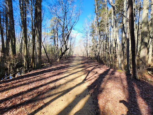 Belleplain State Forest Gallery - United States