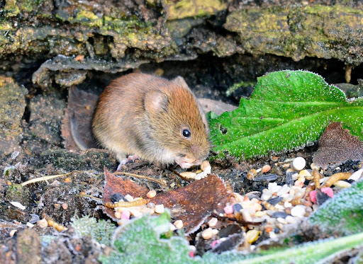 Wolseley Nature Reserve - Thumbnail