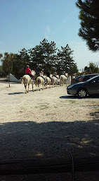 Photo n°41 de Promenade à cheval Chez Elise à Saintes-Maries-de-la-Mer (Centre de randonnée équestre)