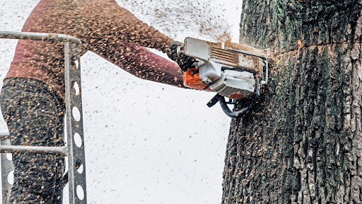 Avatar for Express Tree Service and General Services