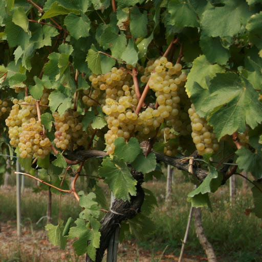 QVEVRI VINO - Thumbnail