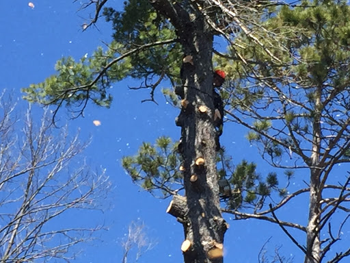 Dodd's Tree Removal