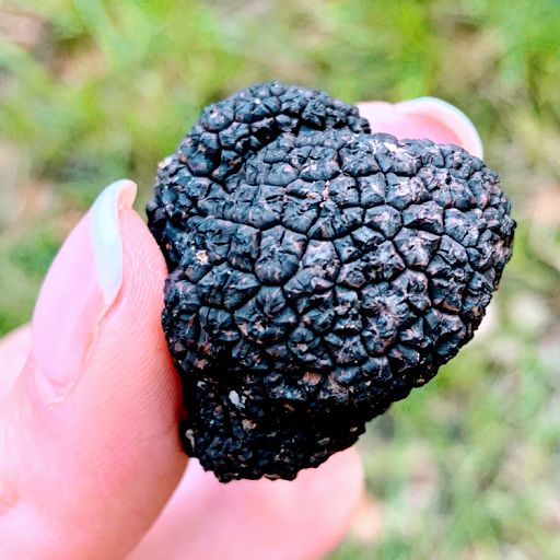 Truffle Store - Thumbnail