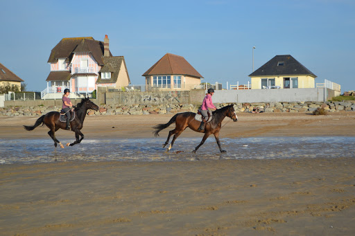 Stud Du Manoir - Thumbnail