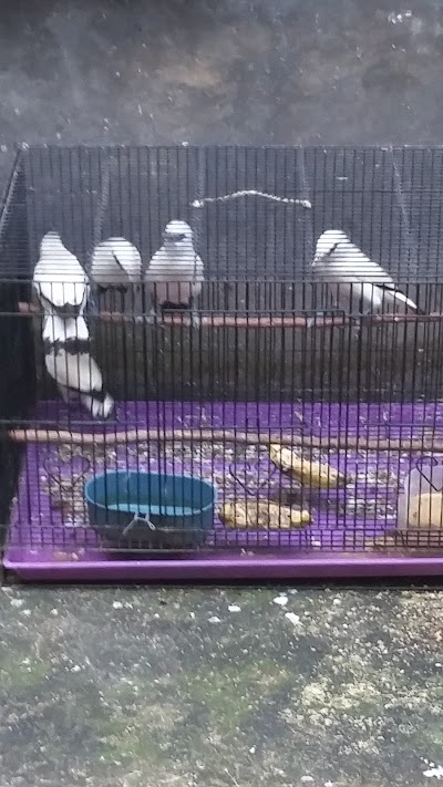 Photos of Penangkaran Jalak Bali, Jalak Putih, Jalak Suren, Jalak Hongkong dan Jalak Afrika "ANF Bird Farm"