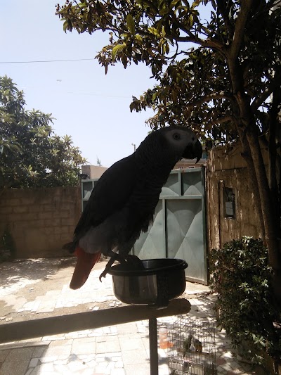 Photos of Ami Larbi