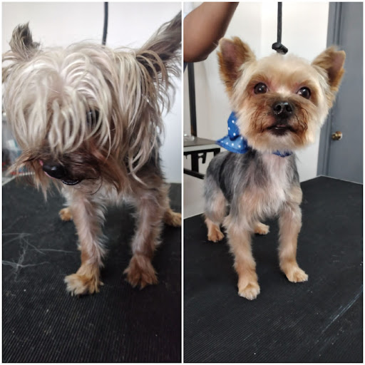 Servicios Médicos Veterinarios Real K9