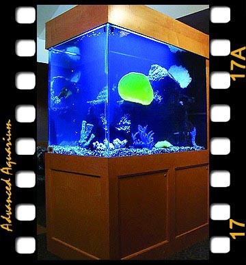 Advanced Aquarium Services