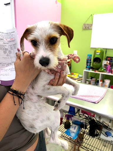 Veterinaria Paws of Love Mazatlán