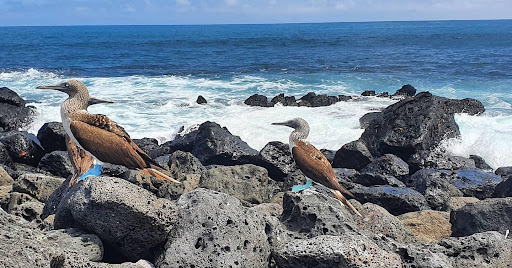 Galapagos Wildlife US