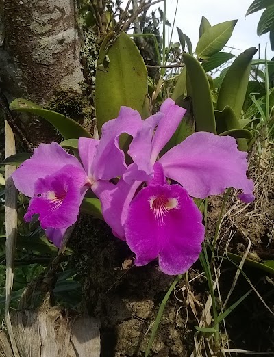Photos of Parque El Guacamayo