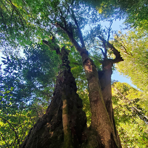 Myrtle Tree trail - Visual