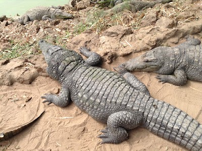 Photos of Kachikally Crocodile Pool
