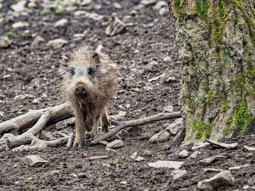 Bilsteintal: Tropfsteinhöhle und Wildpark in Warstein - Thumbnail