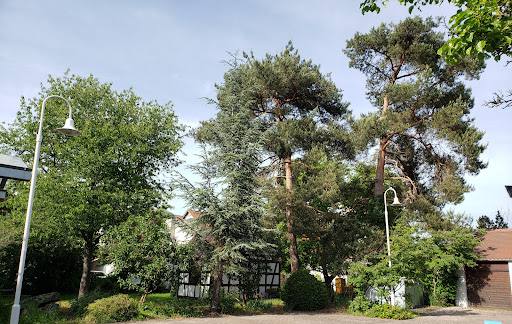 Museum Mörfelden - Thumbnail