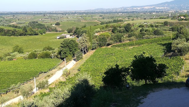 azienda agricola biologica Marco Carpineti