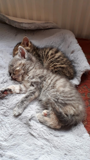 Carrick Veterinary Group - Chesterfield - Thumbnail