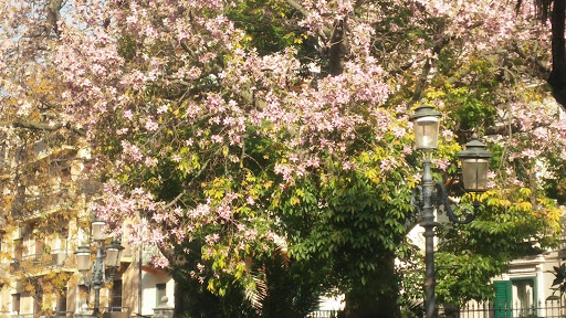 Municipal park - Botanical garden "Umberto I" - Thumbnail