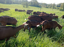 La chevrerie Beauregard à Le May-sur-Èvre