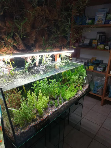 Toelettatura Cesano Pet Shop - Thumbnail