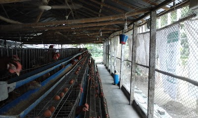Photos of Sobuz Poultry Farm