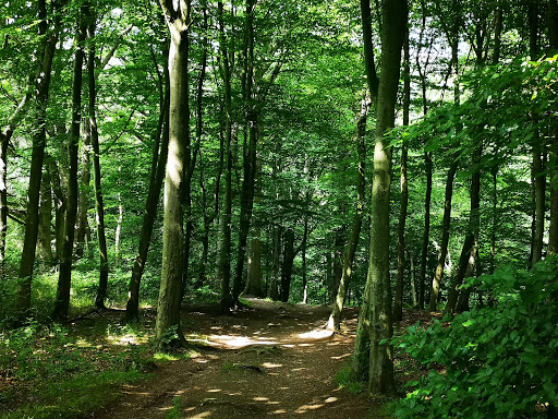 Rectory Wood - Visual