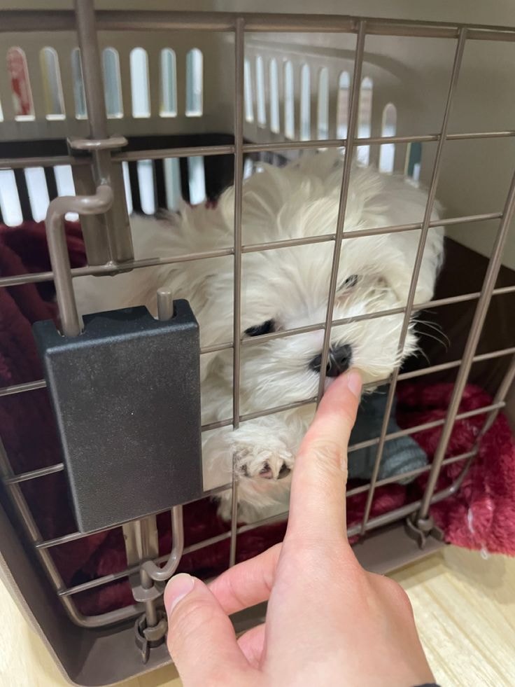 Parrots, Kittens, puppies and exotic pets breeders. - صورة 2