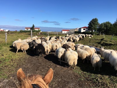 Photos of Lava Horses