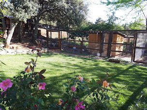 Photo n°12 de les poules de luxe à Montarnaud (Pension pour chevaux)