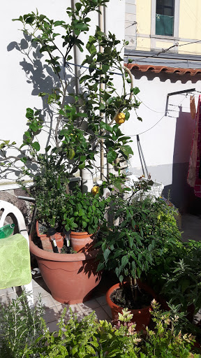 D' avino fiori -piante e addobbi per cerimonie