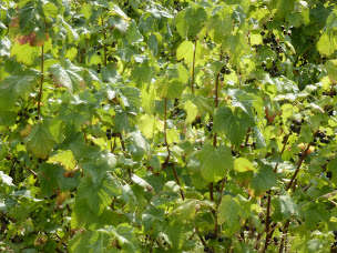 Photo n°5 de Cueillette du Bosc à Ambres (Verger)