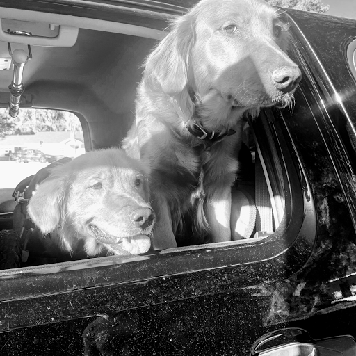 Fetch Canine Rehab Gallery - United States