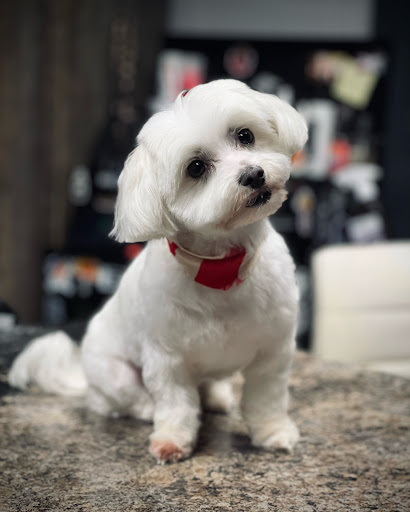 Canine Cuts - Thumbnail