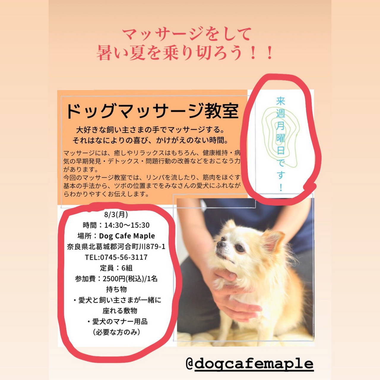 ドッグカフェ メイプル Dogcafe Maple 犬専用公園