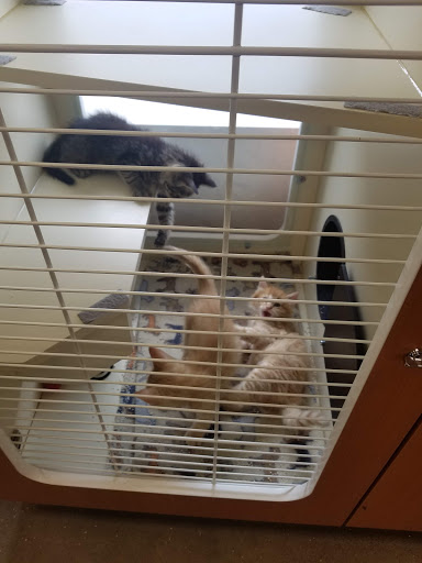 Keystone Pet Place Mount Joy - Thumbnail
