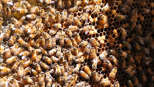Honey House Kuranda - Thumbnail