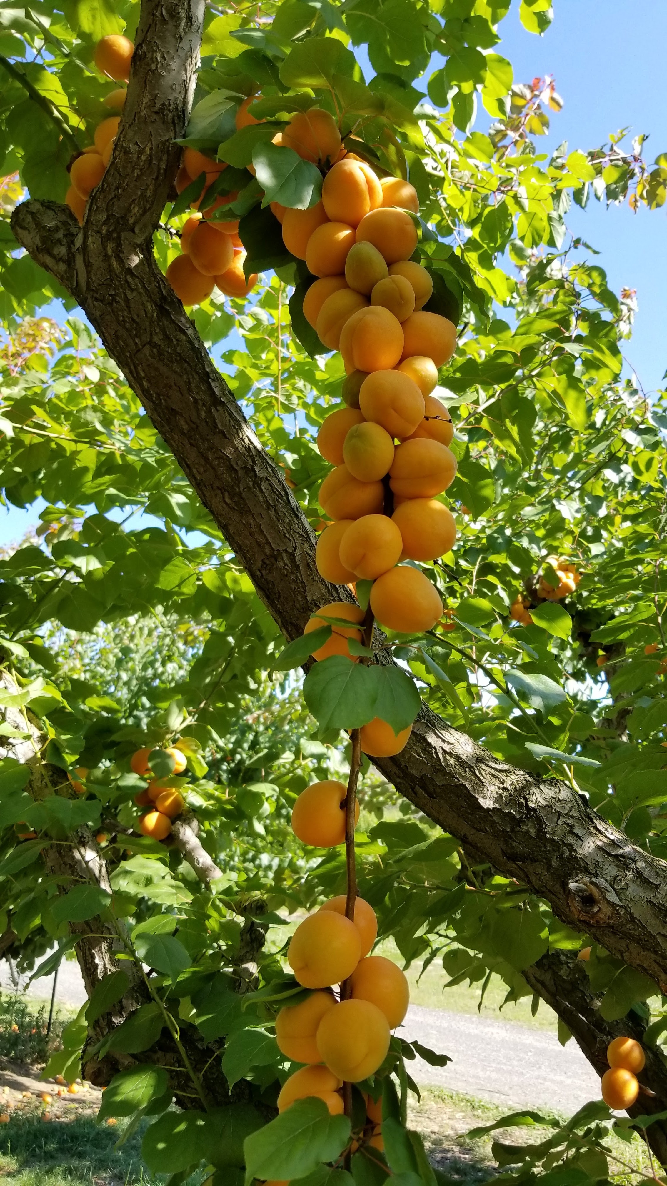 Van Well Nursery Inc