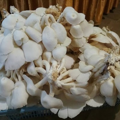 Photos of TIGA PUTRA JAMUR